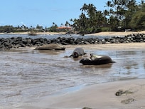 3 Hawaiian monk seals, one female, 2 male.