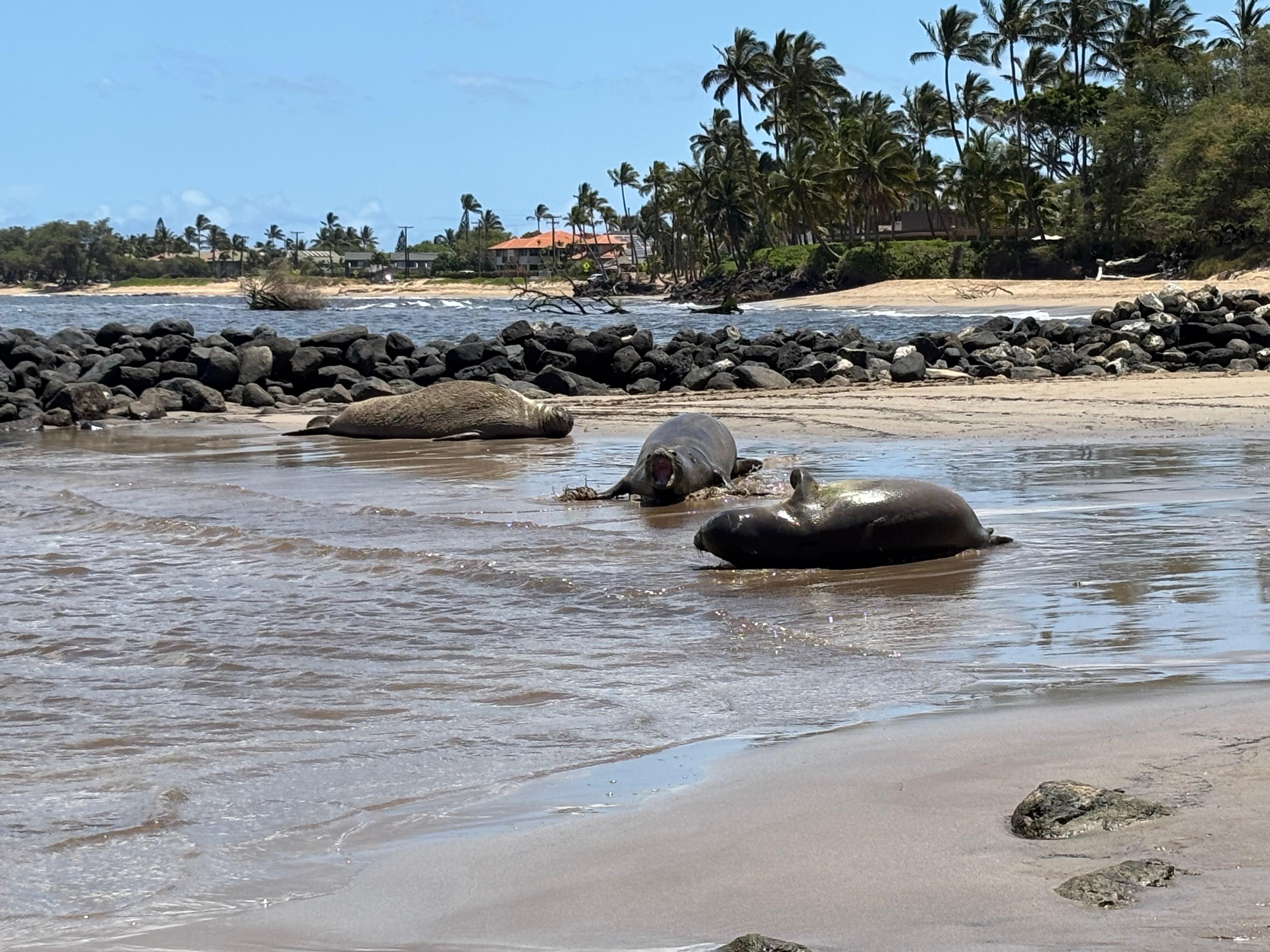 3 Hawaiian monk seals, one female, 2 male. 