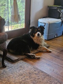 My dog "Cooper" enjoying the icy cold AC!