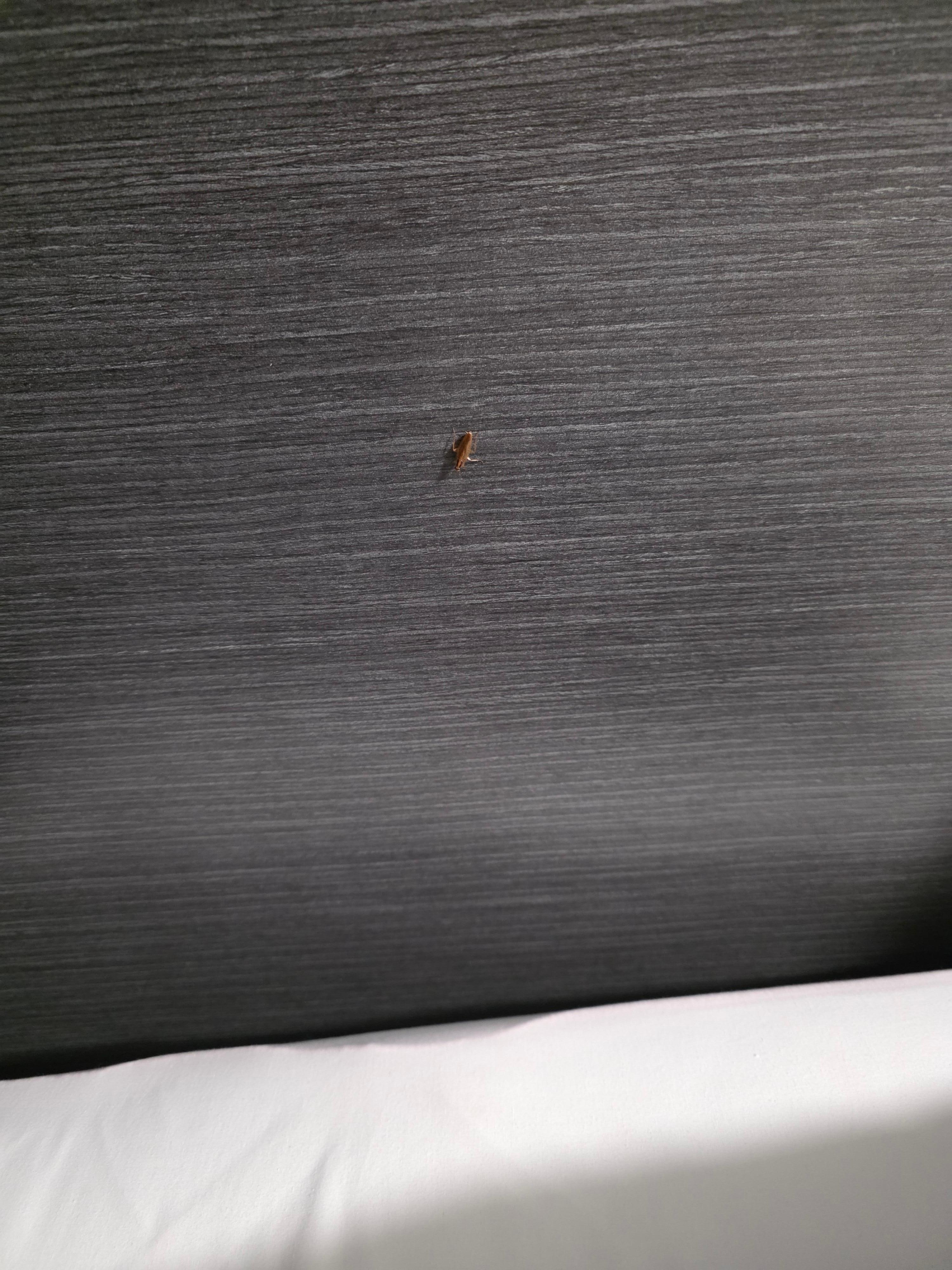 Roach on headboard 