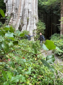 Standing near the giant Red Chestnut tree