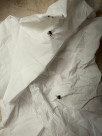 ホテルで対応してくれず結局自分で潰した蝿