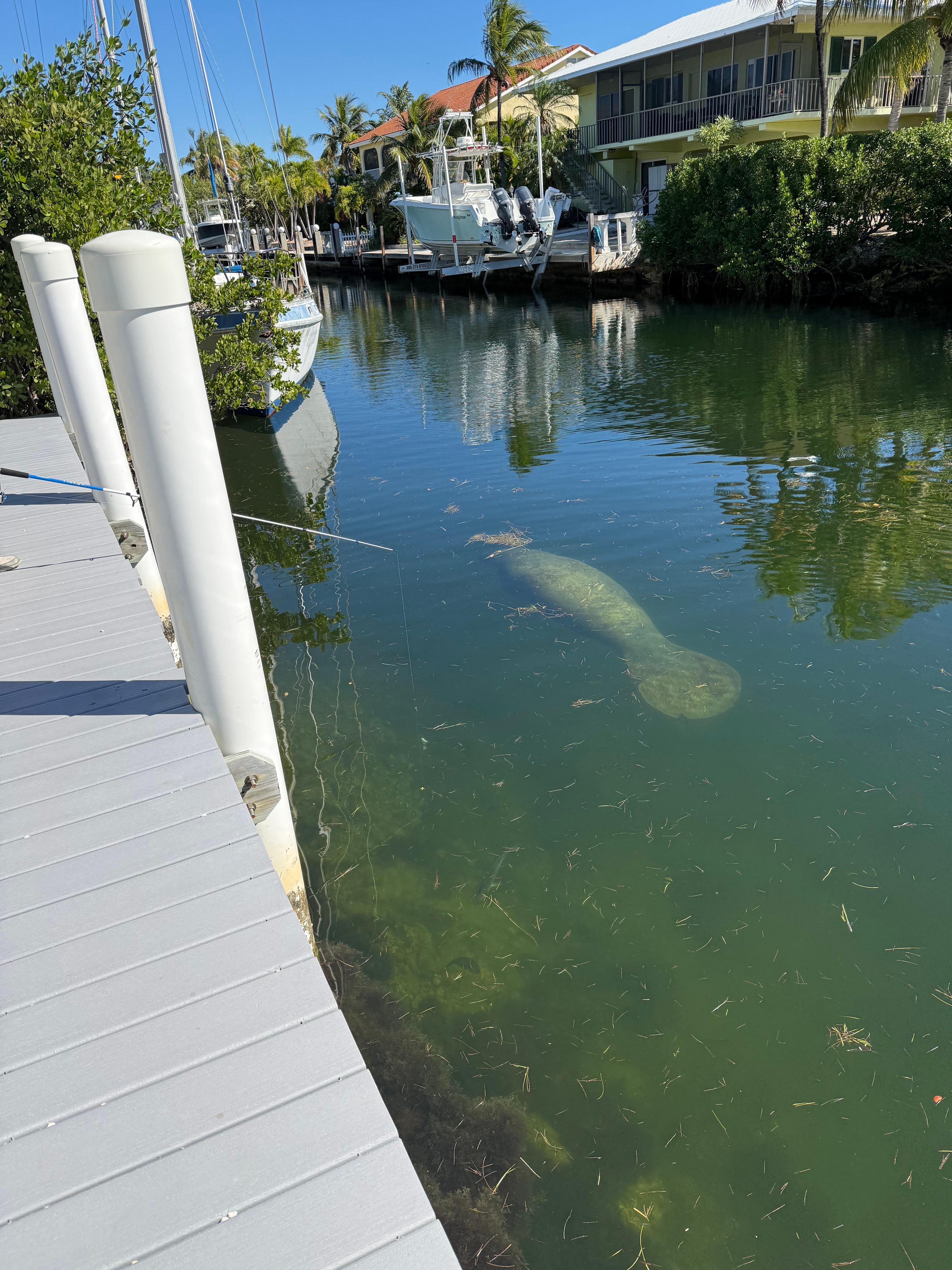 Manatee cruising by