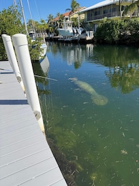 Manatee cruising by