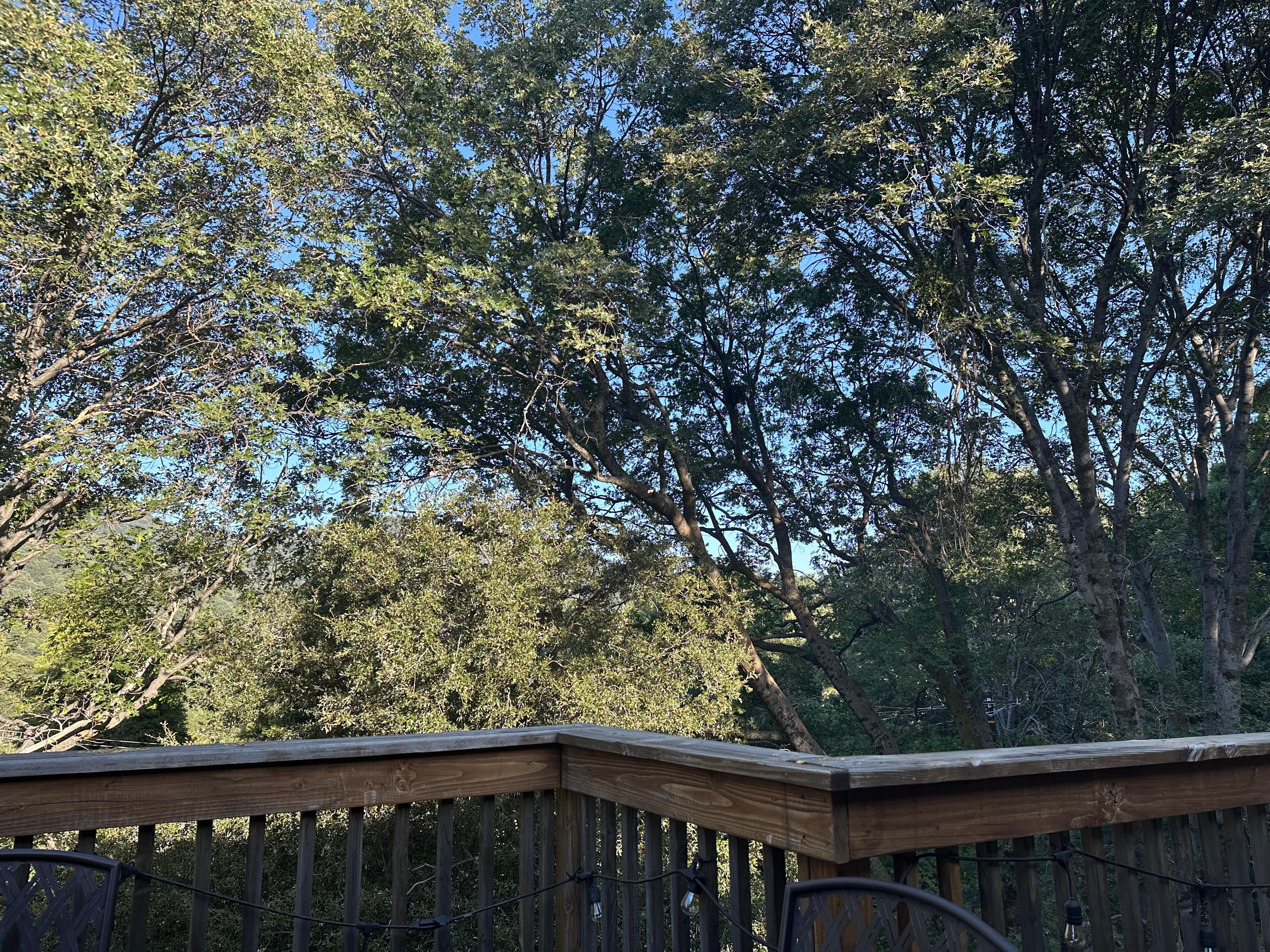 From the back deck in July 