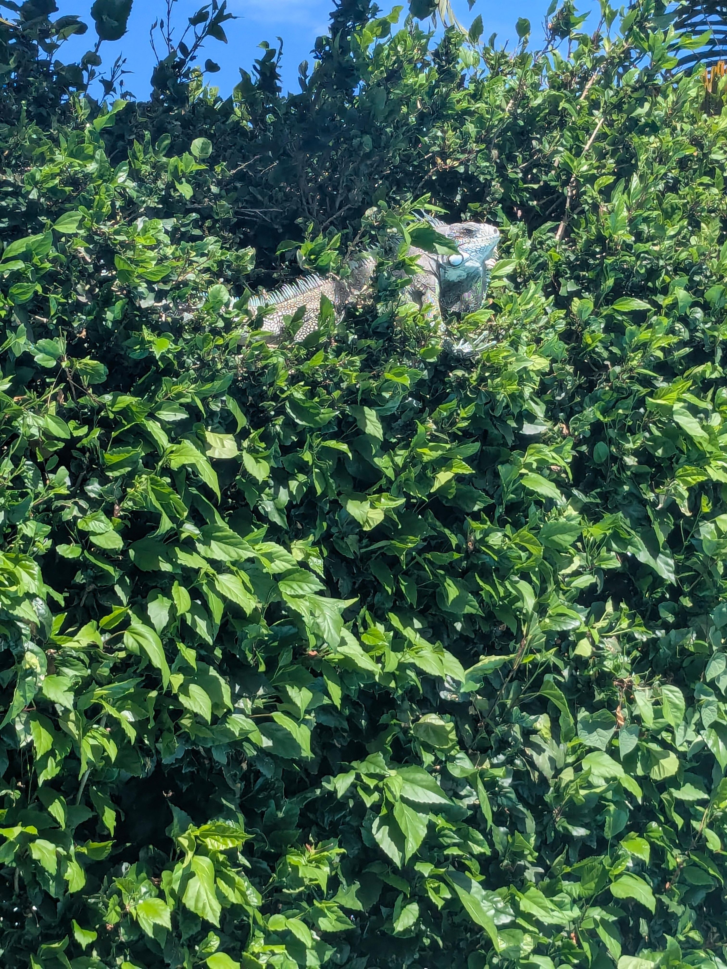 Un des iguanes aperçus pendant notre sejour