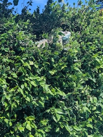 Un des iguanes aperçus pendant notre sejour