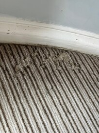 Another area of carpet