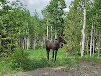 moose visitor