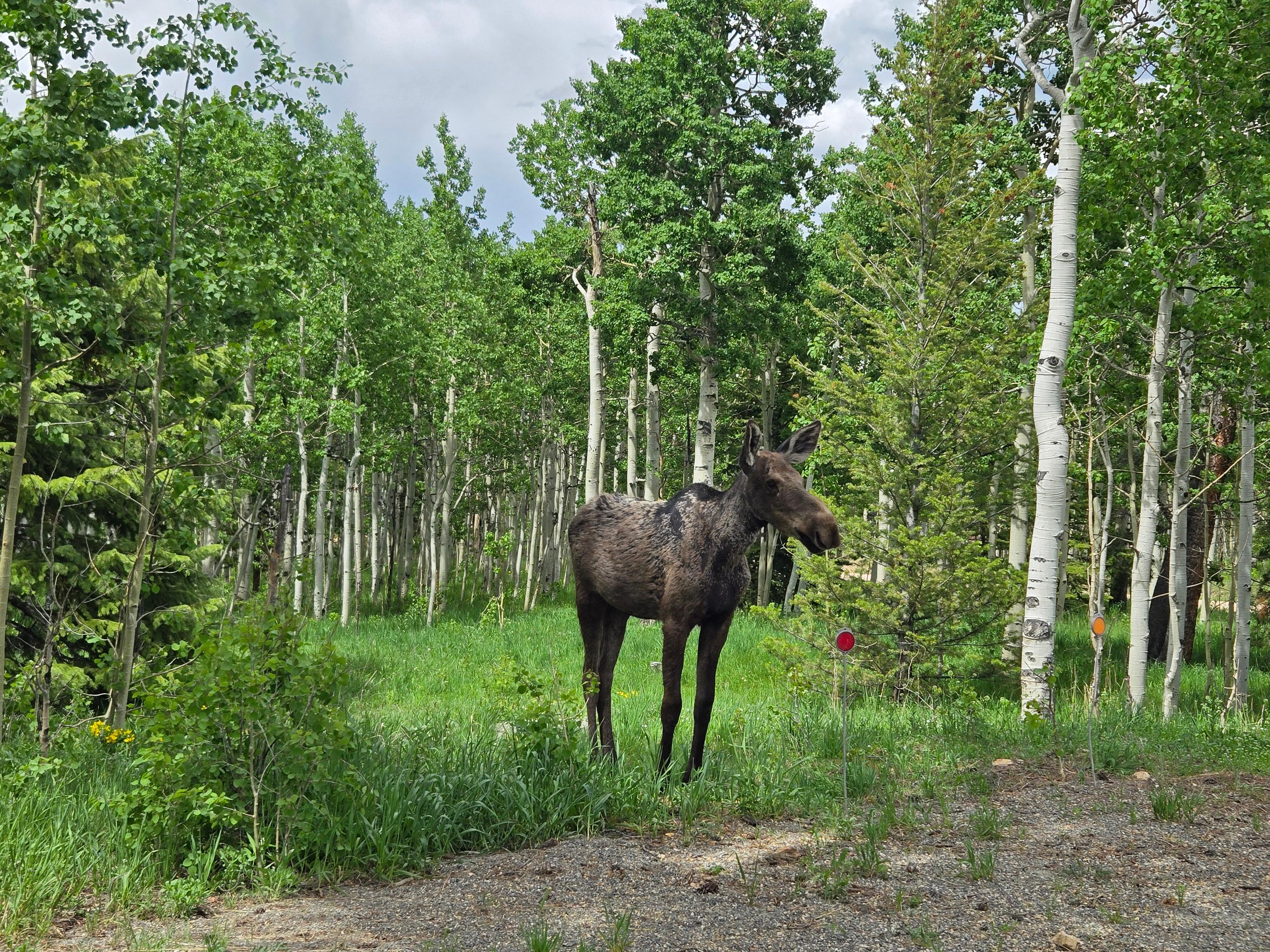 moose visitor