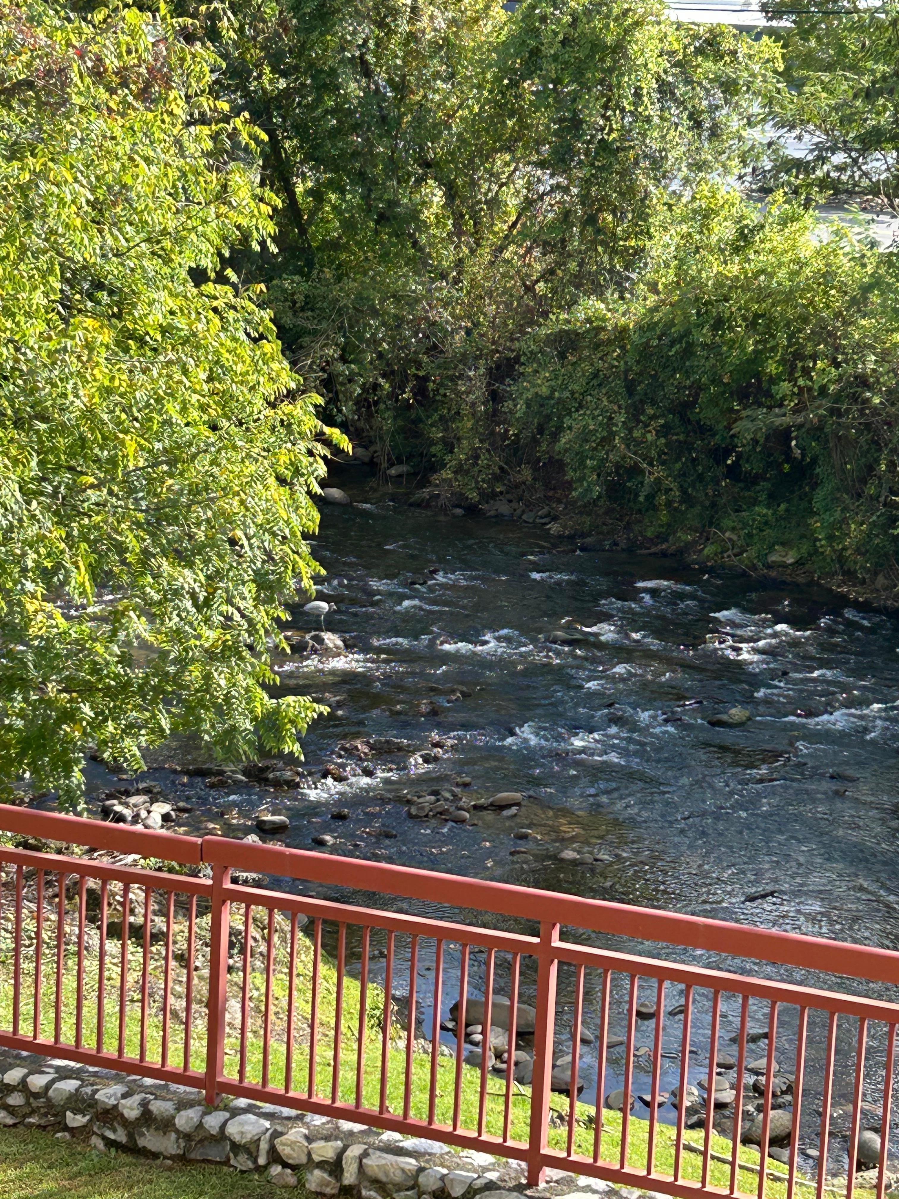 View from the balcony…can you see the bird?