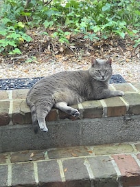 Mr Earl Grey