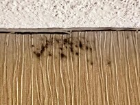 Black mold on wall