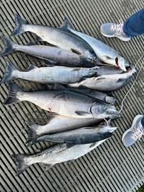 Sockeye catch one morning at Swiftwater Park