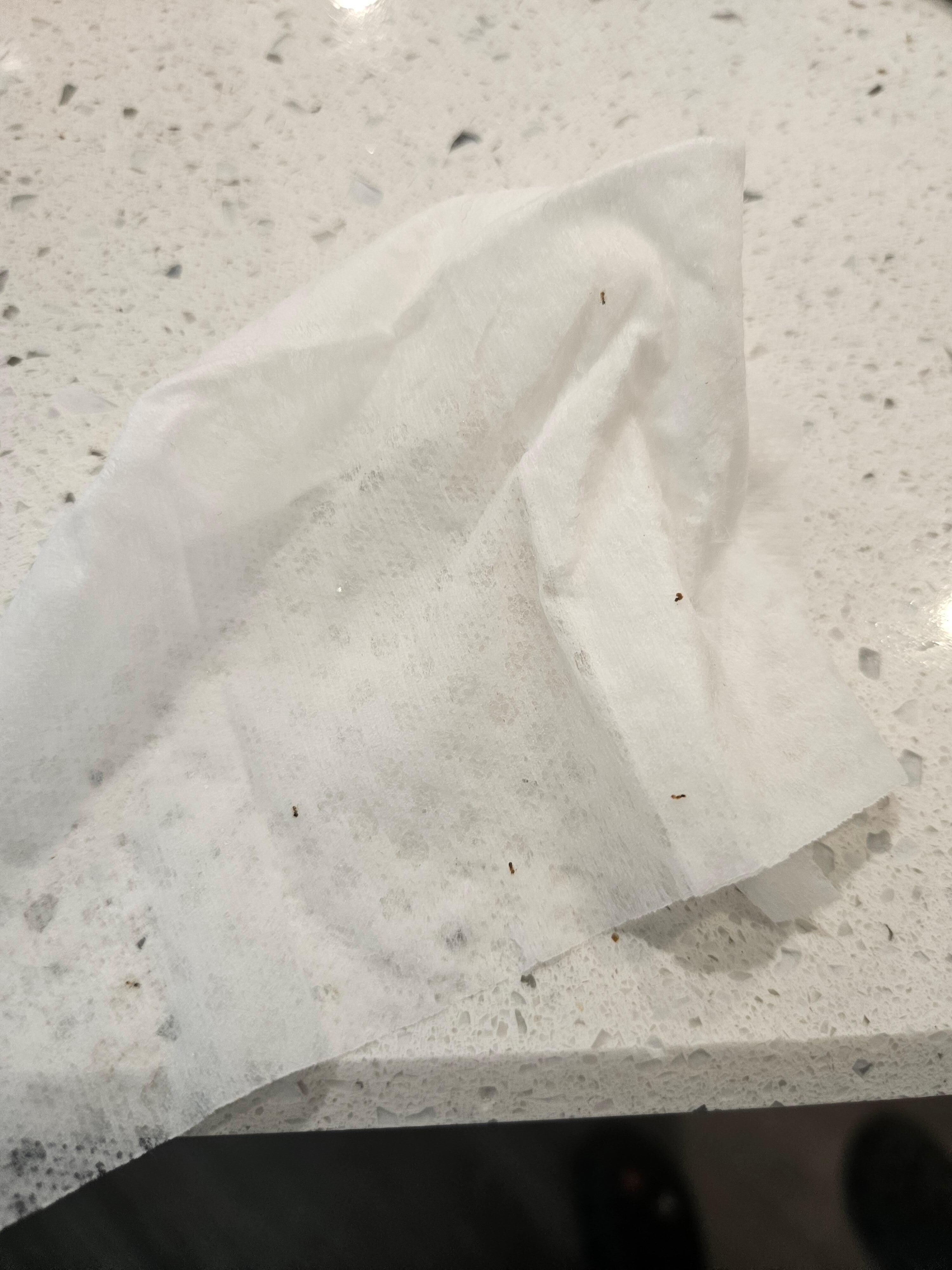 What we started to wipe up all the specks are ants