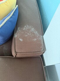 Mold growing on the couch