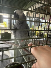 The cutest and most friendly parrot!