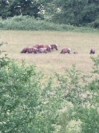 Elk