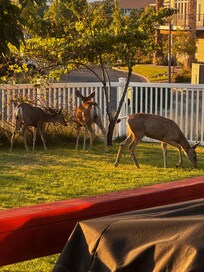 Deer in backyard.