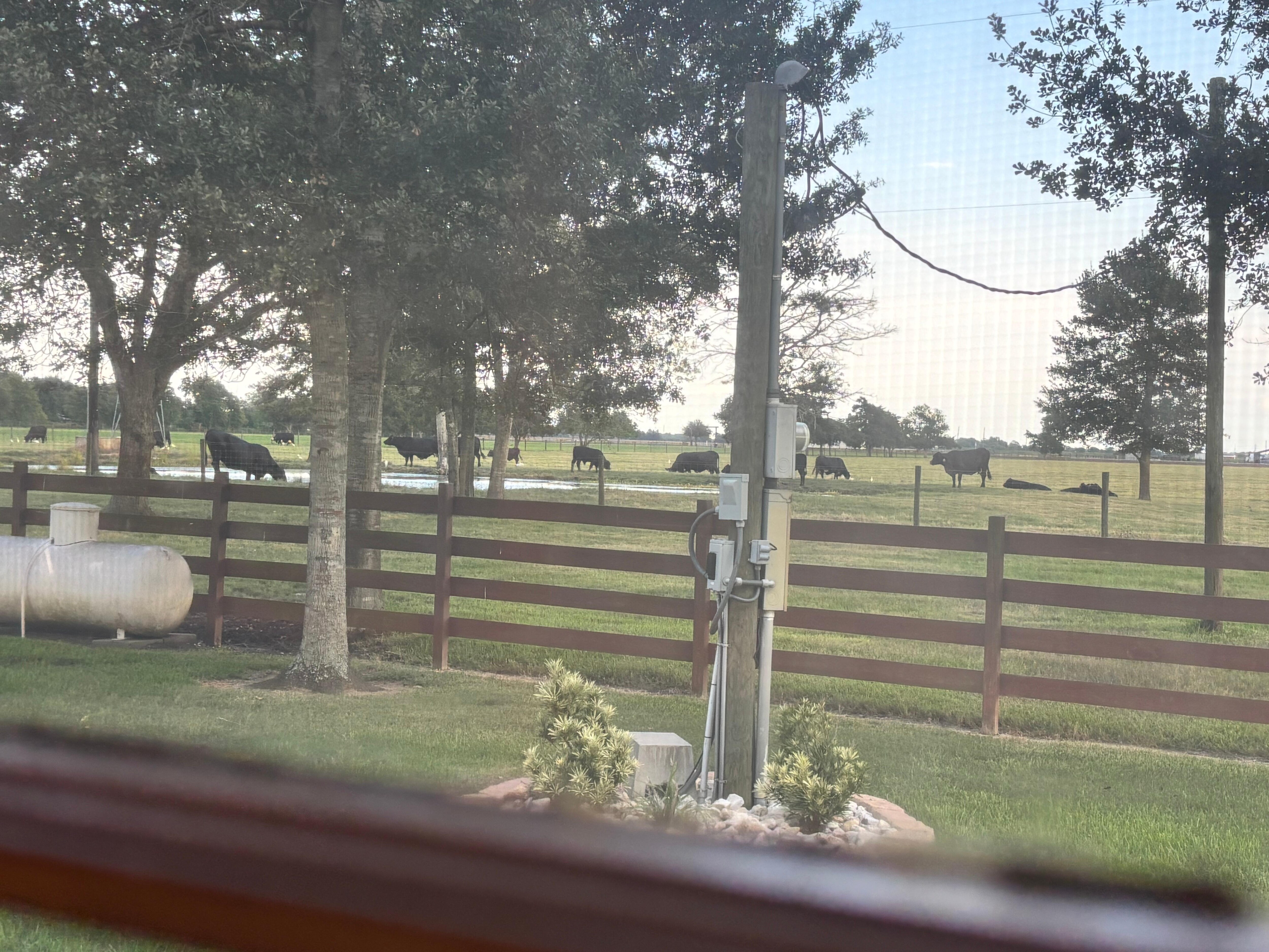 Out the kitchen window. 