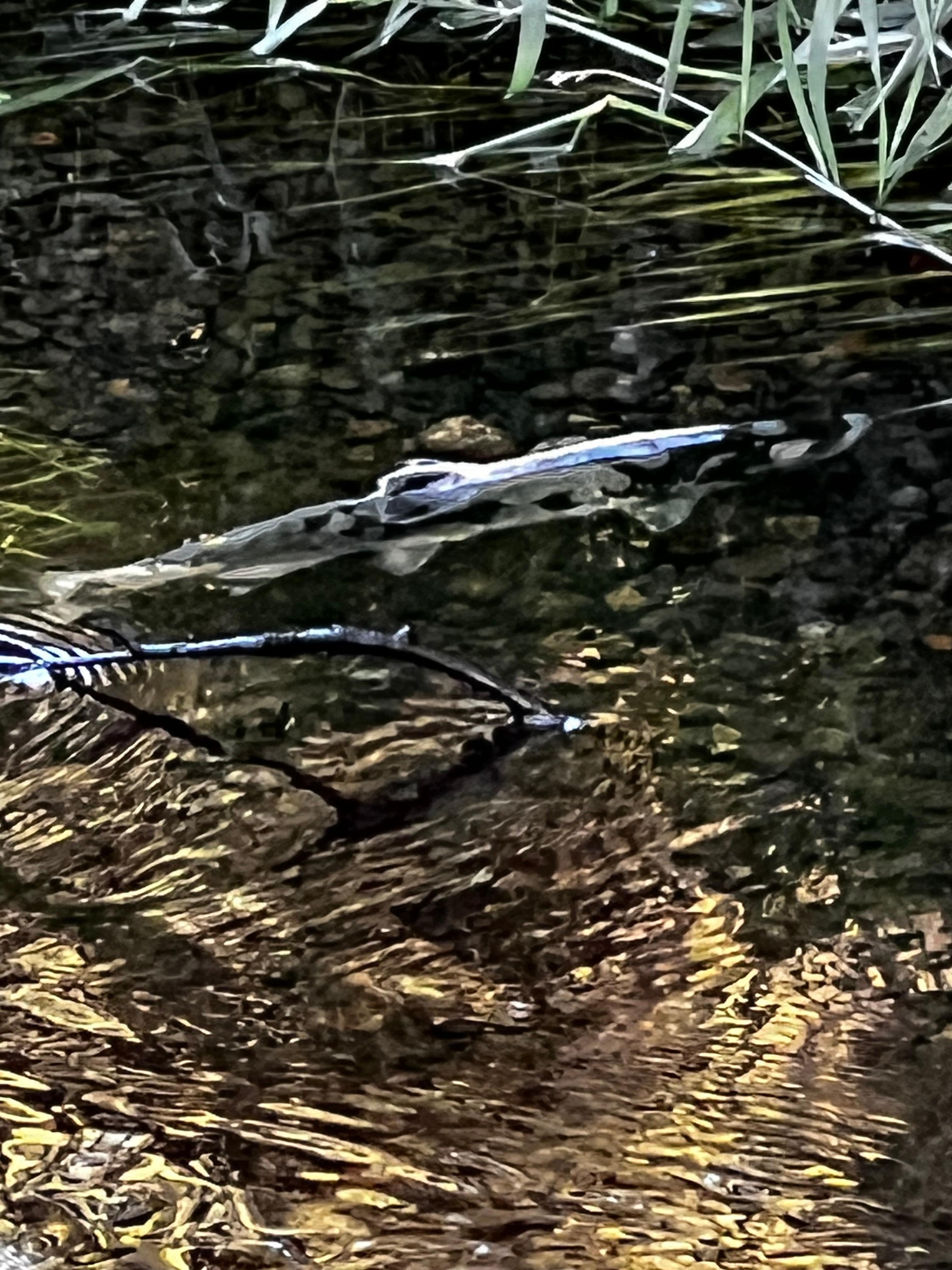 Pink salmon in Jordan Creek, ten steps from hotel parking lot
