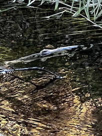 Pink salmon in Jordan Creek, ten steps from hotel parking lot