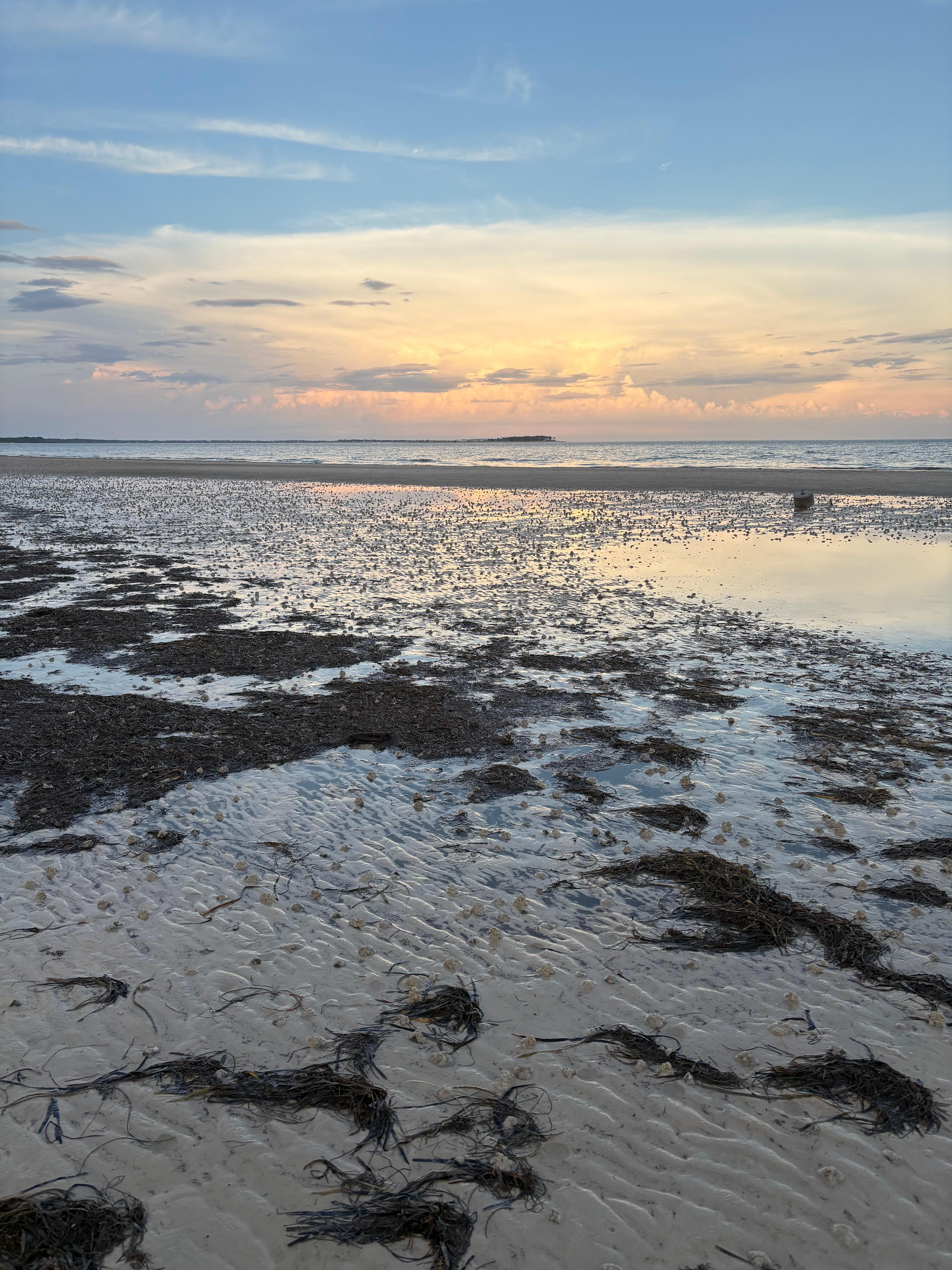 The tide changes throughout the day, making for very cool findings in tide pools and along the beach!