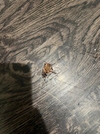 One of the many cockroaches we had to kill
