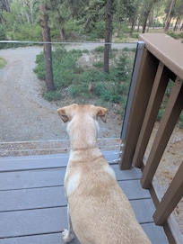 Our pup watching a deer meander through the property