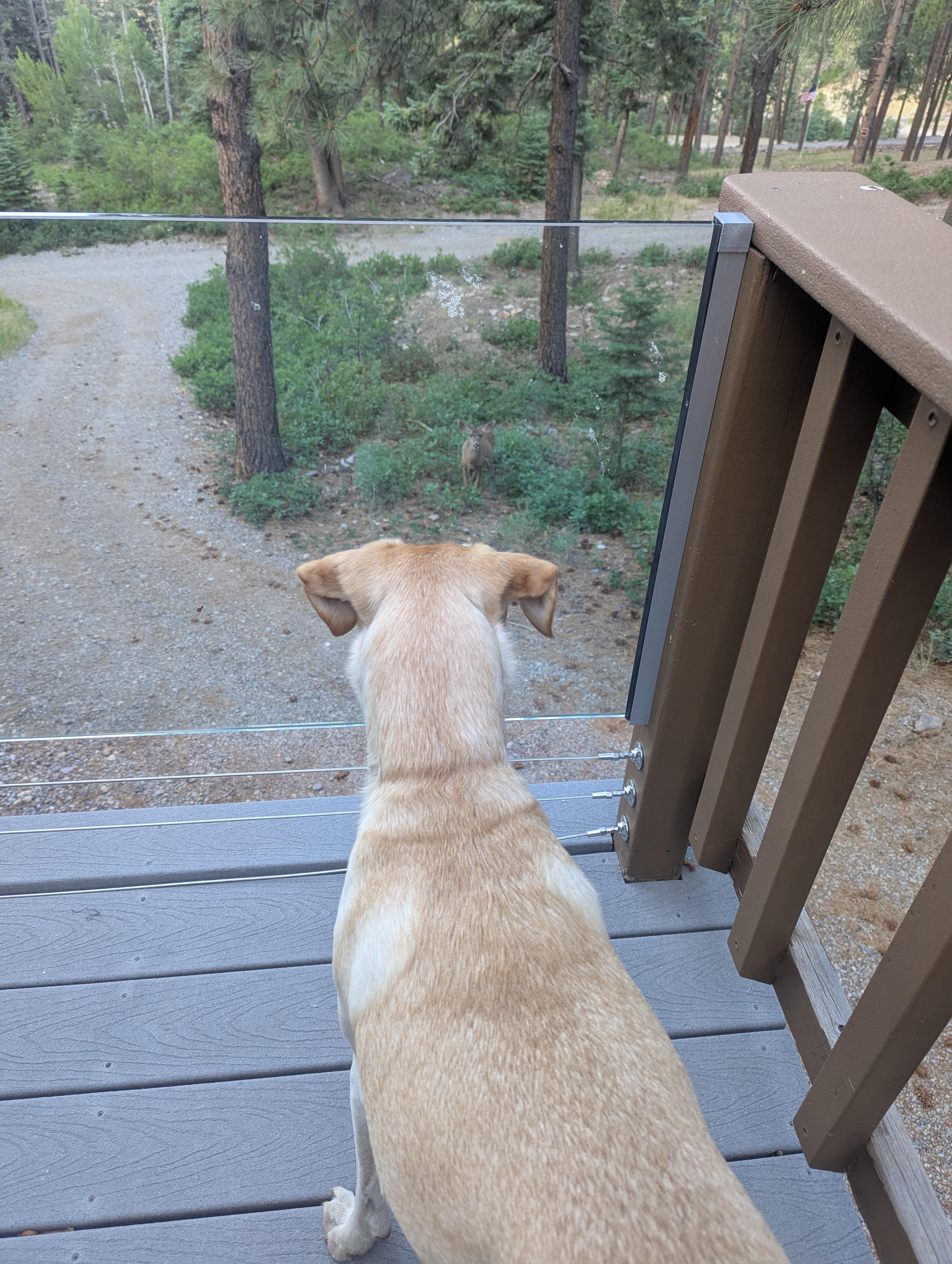 Our pup watching a deer meander through the property 