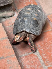 Breakfast friend