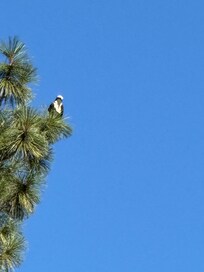 Eagle seen from the deck.