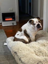Our dog The Major enjoying the cosy heater