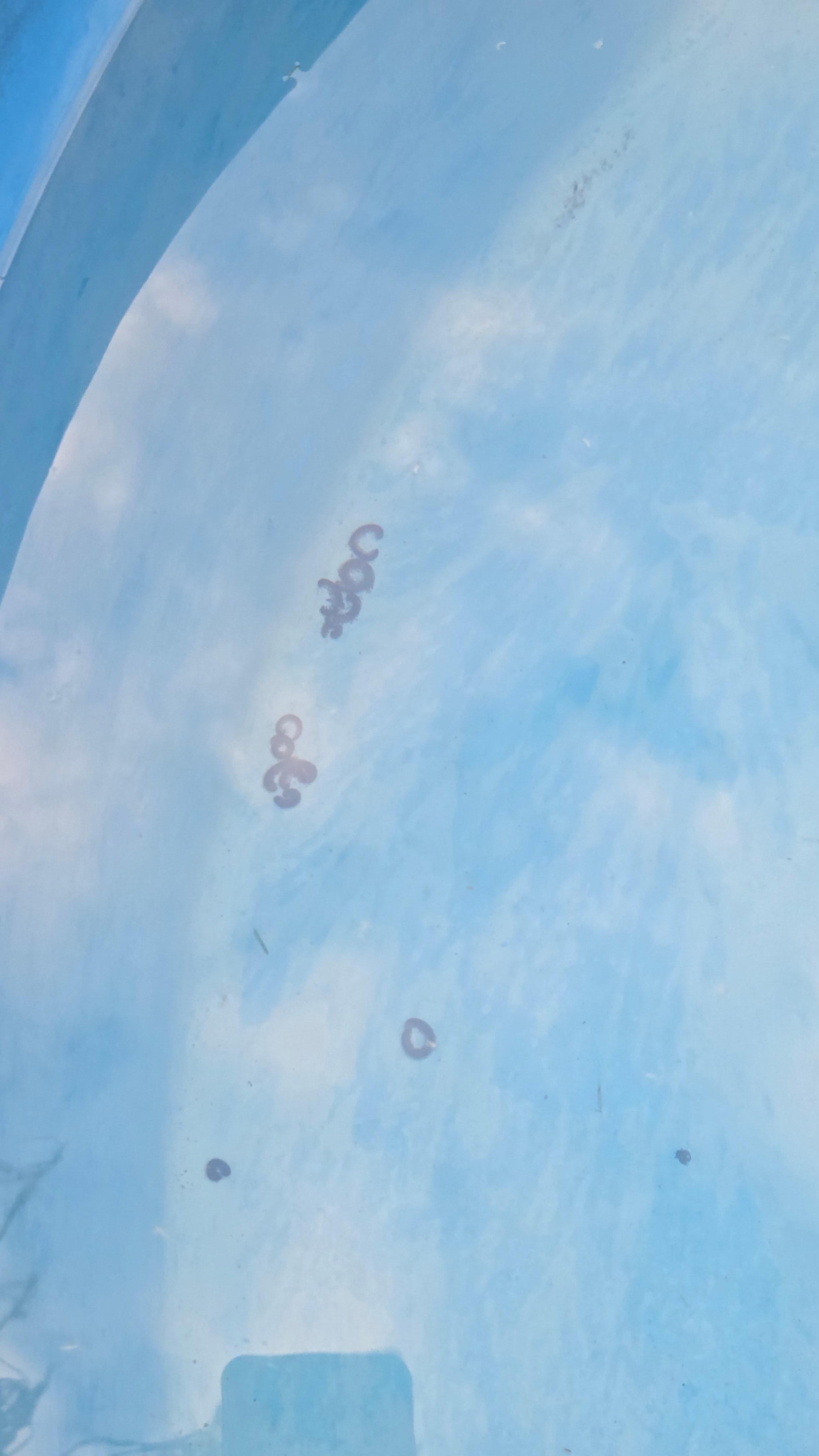 centipedes in the water