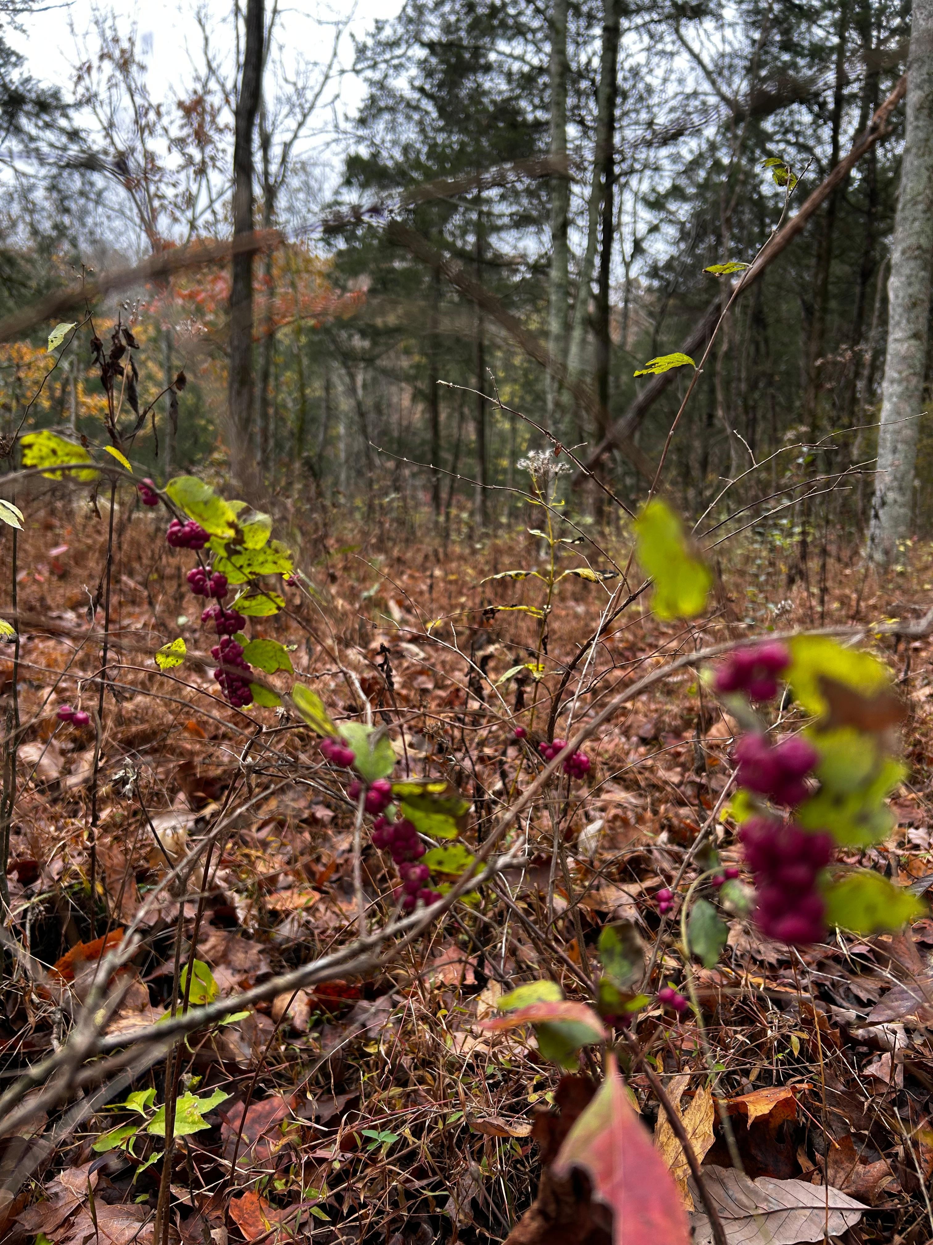 Berries…don’t eat lol