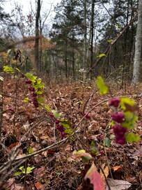 Berries…don’t eat lol