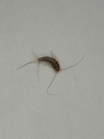 Little friend in room