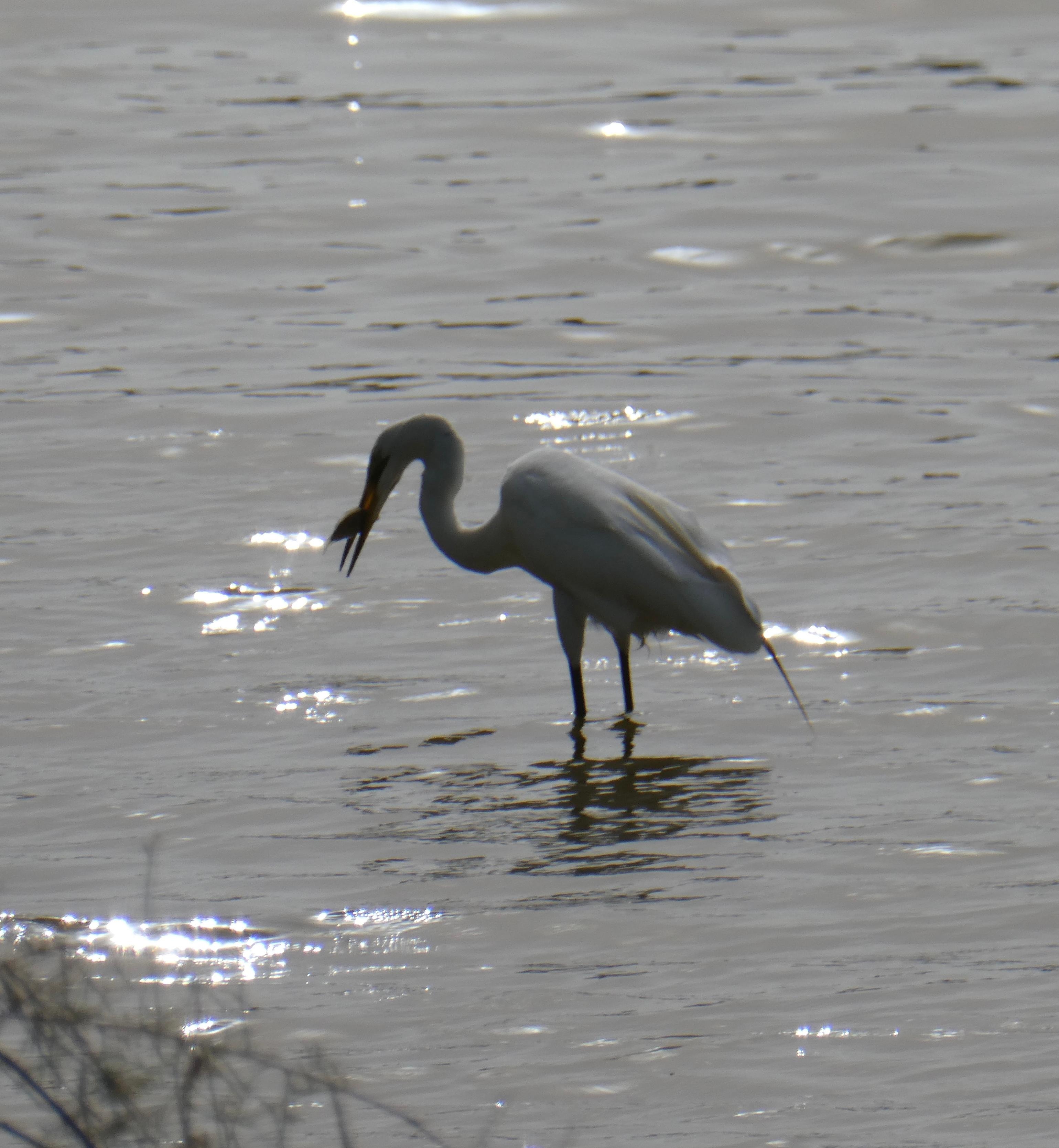 Heron avec poisson