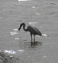Heron avec poisson