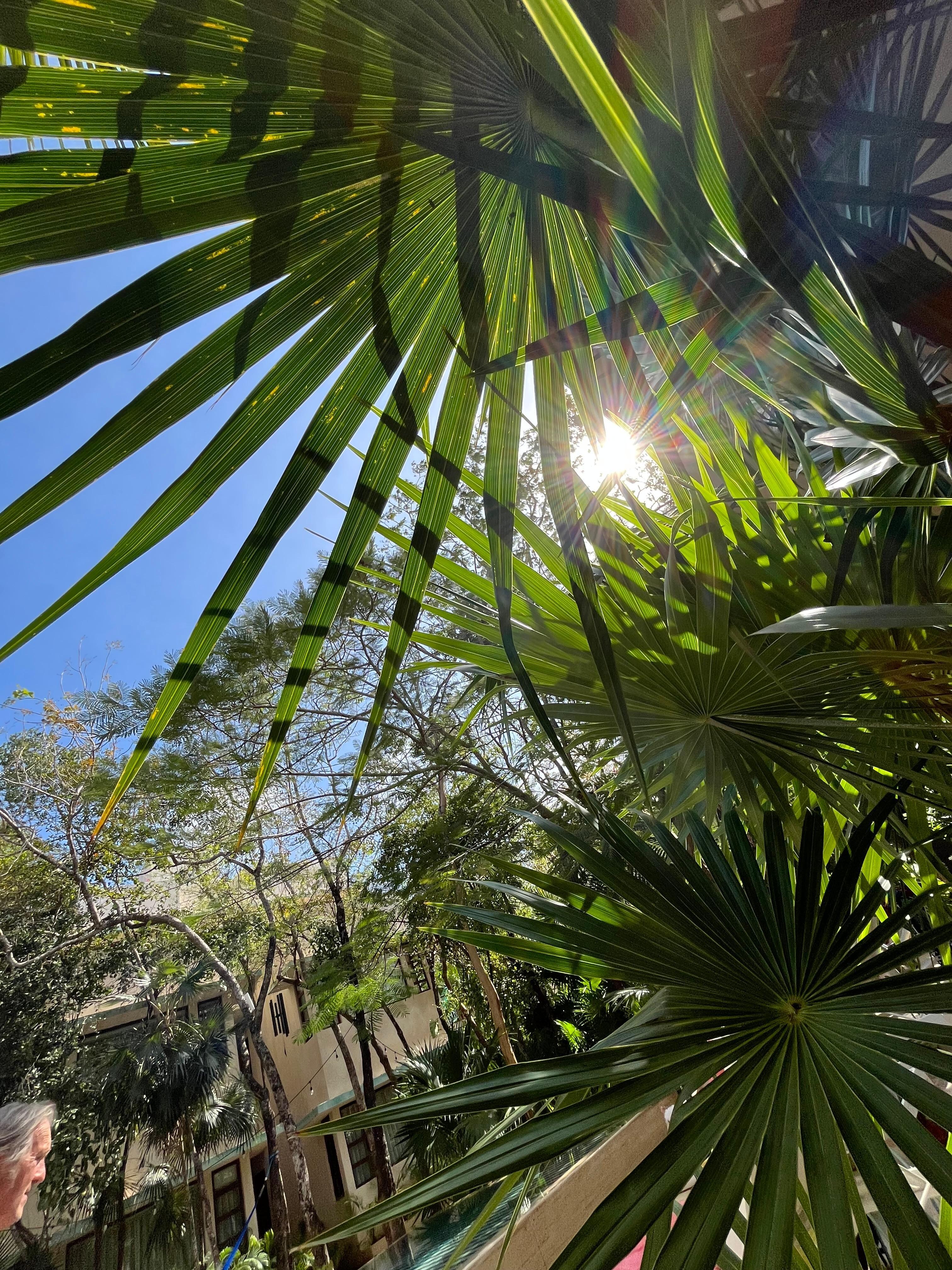 Serene gardens