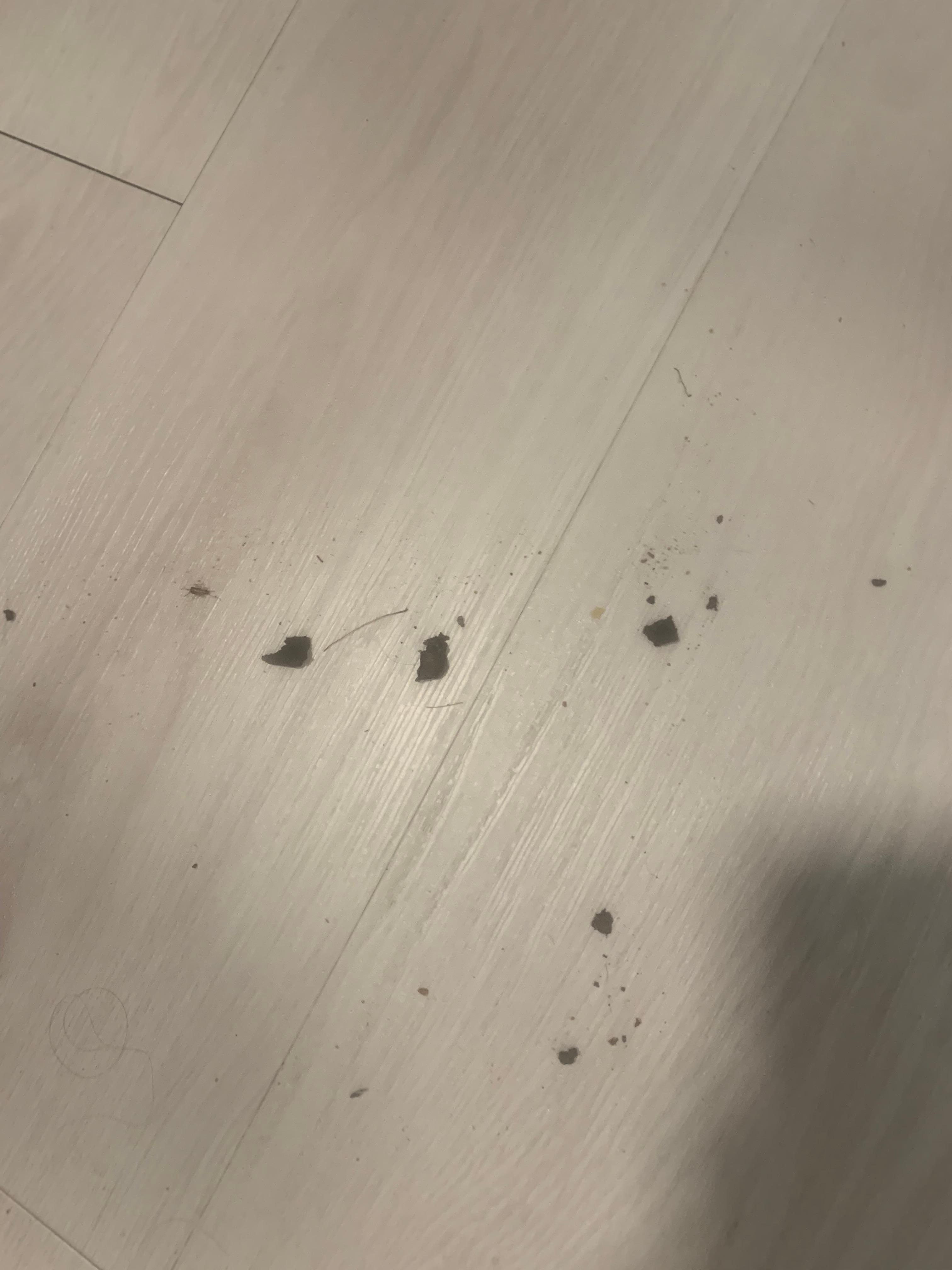 This stuff kept spewing out all week. Got tired of sweeping it out the front door (no dustpan) 