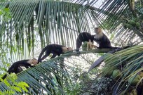 The local monkey troupe.