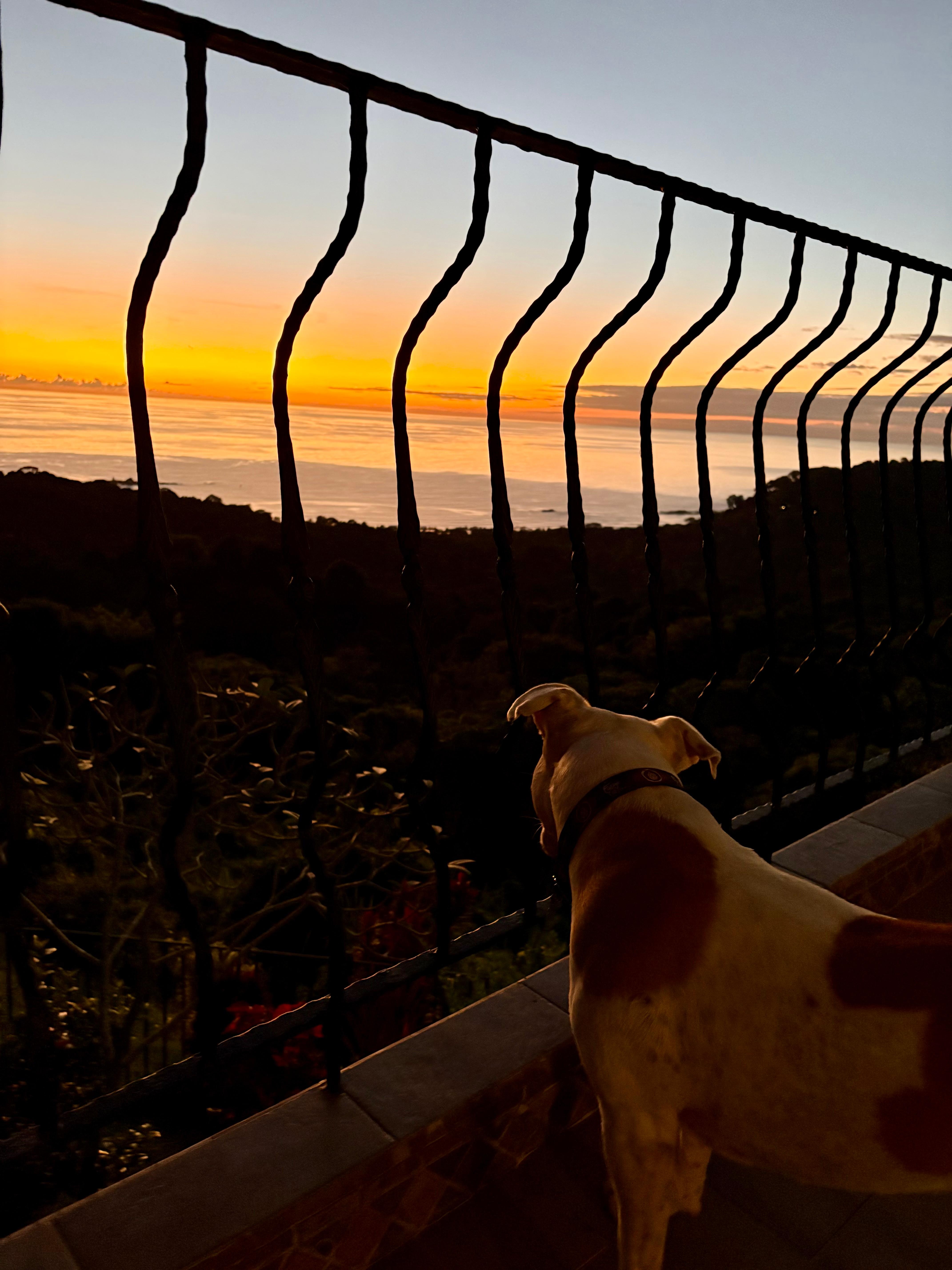 Our pup listening to the howler monkeys 