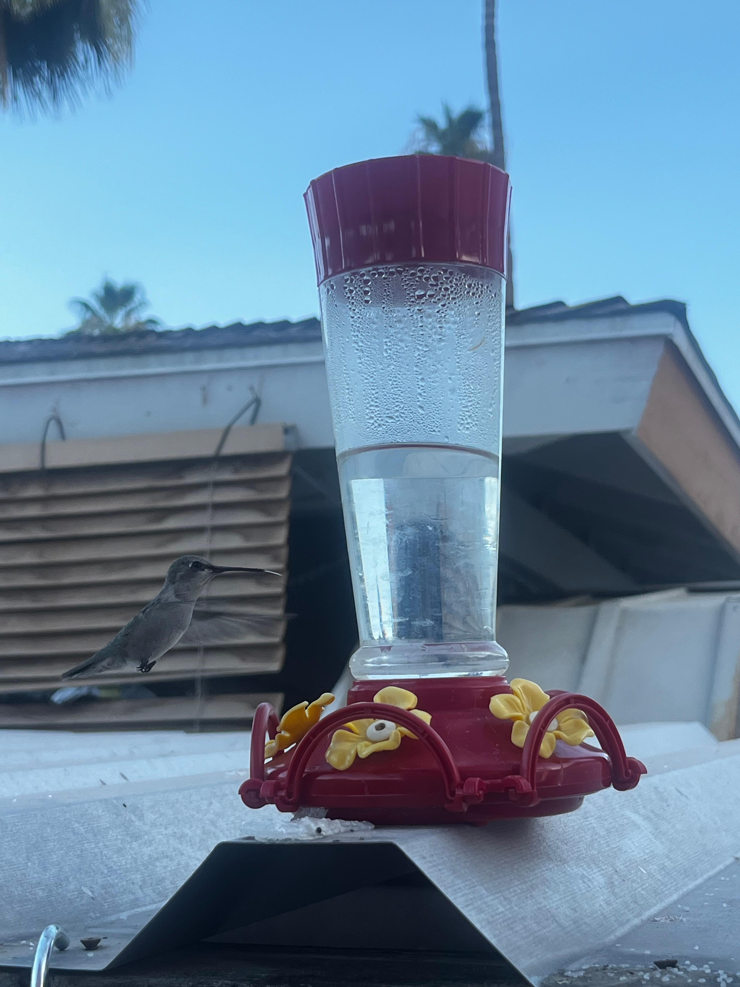 A hotel with such great vibes that even the hummingbirds like to relax around here