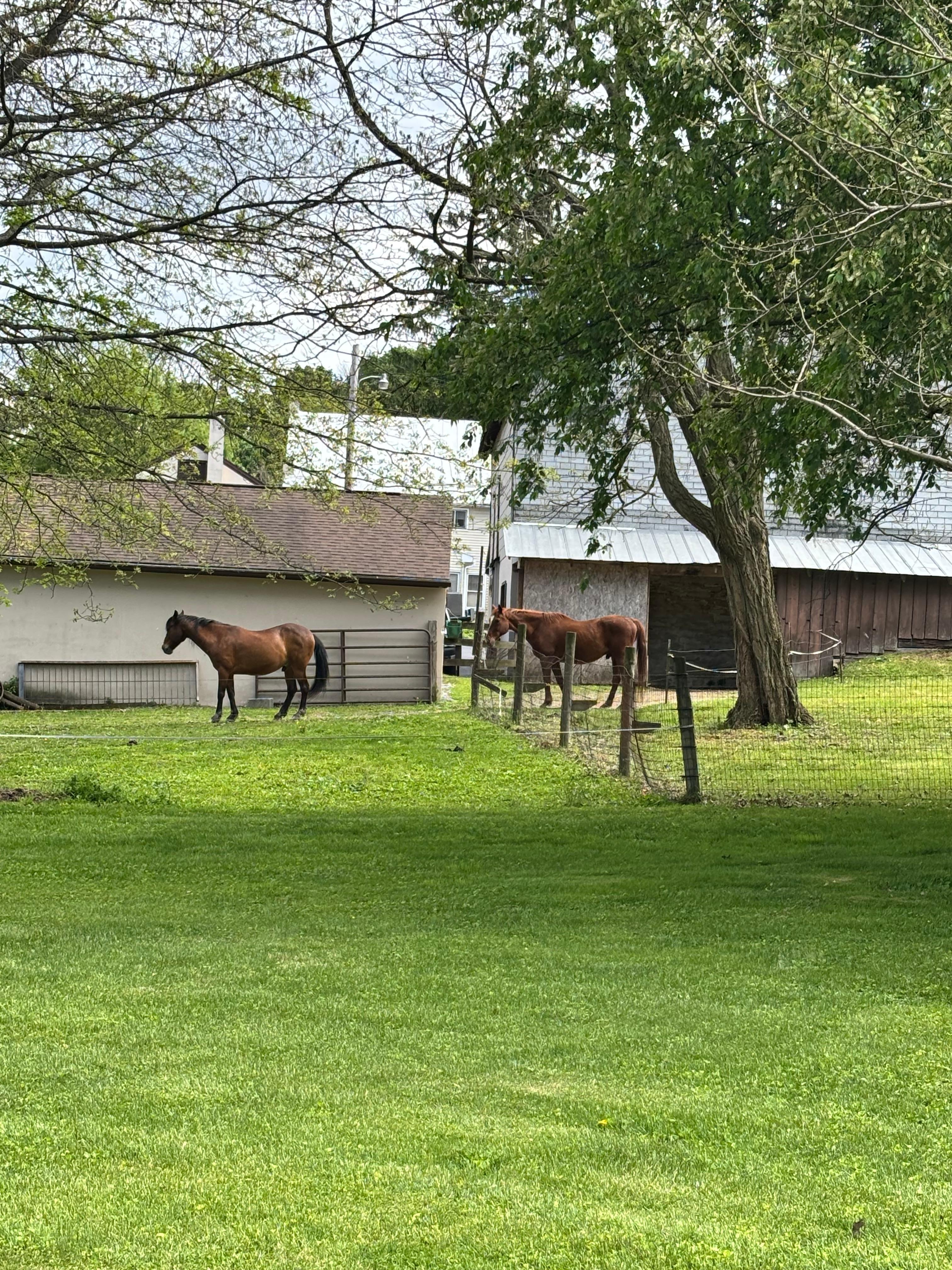 The neighbor’s horses. Very cool!