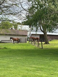 The neighbor’s horses. Very cool!