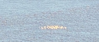 A flock of white pelican’s gracefully landed in front of us and then float down the river!