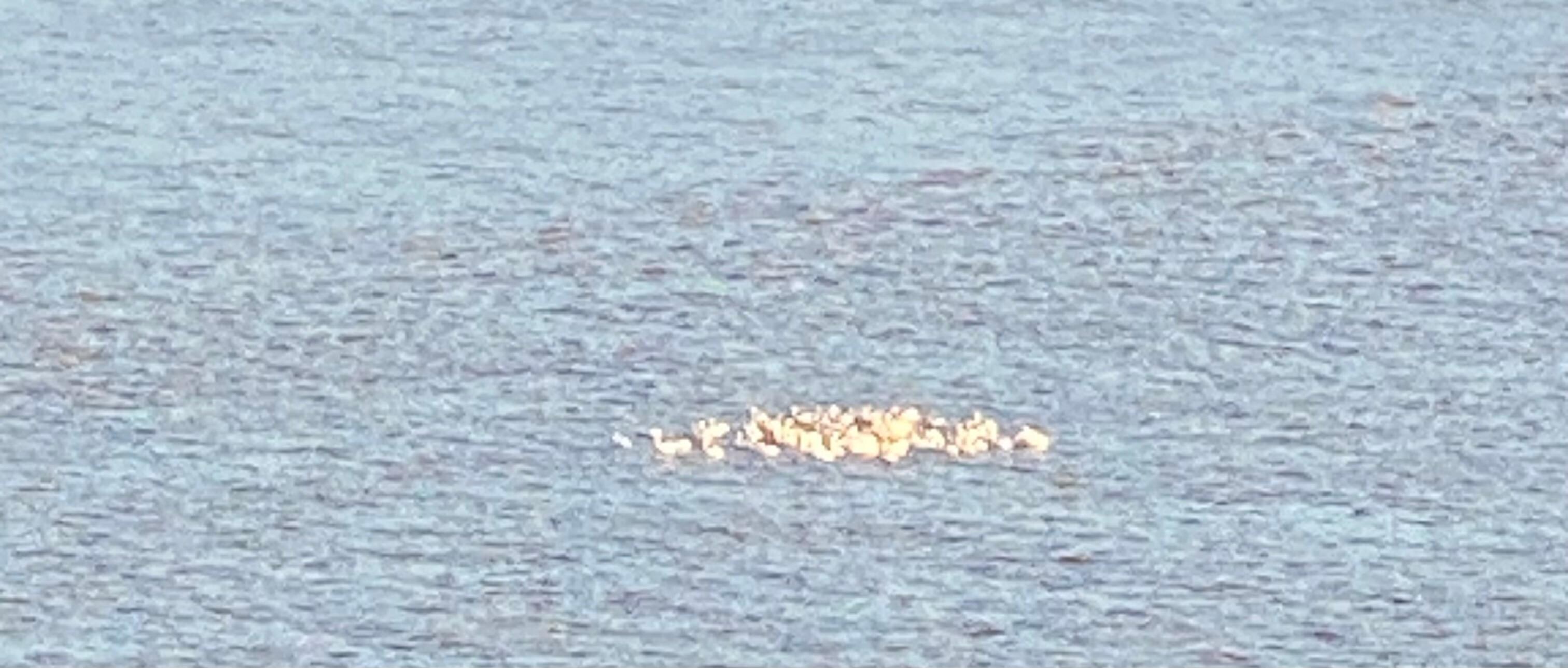 A flock of white pelican’s gracefully landed in front of us and then float down the river!