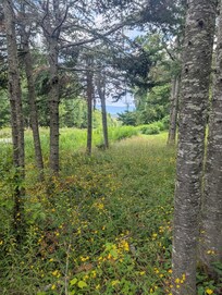 View of the mountain from the end of the driveway
