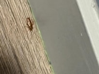 Many bugs in the floor in the room, washroom and small dining area